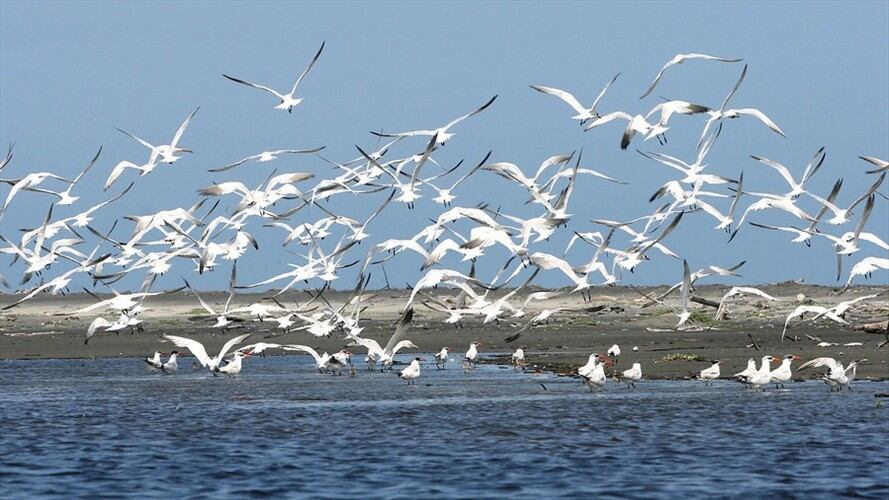 Se busca aportar recursos técnicos y económicos para la rehabilitación del complejo lagunar Ciénaga Grande de Santa Marta. Foto: Colprensa