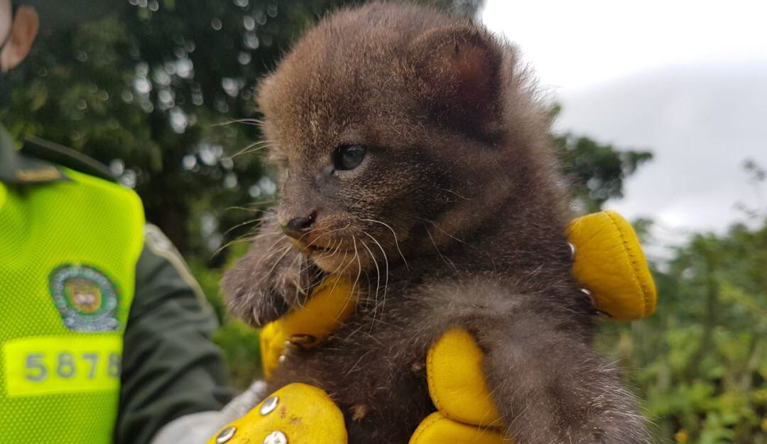 Rescate de dos pumas recien nacidos en Montenegro, Quindío