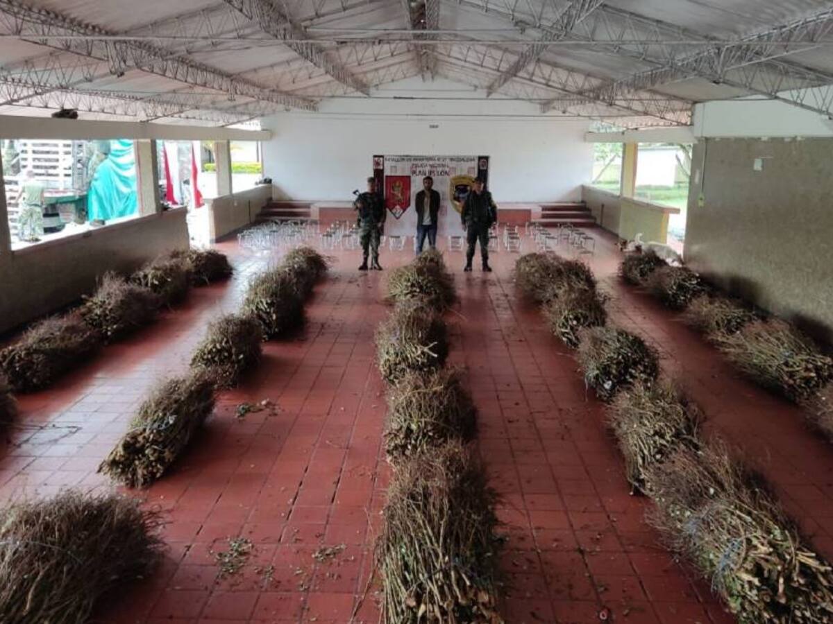 Cerca de 6.000 plantas de coca fueron incautadas en el Huila