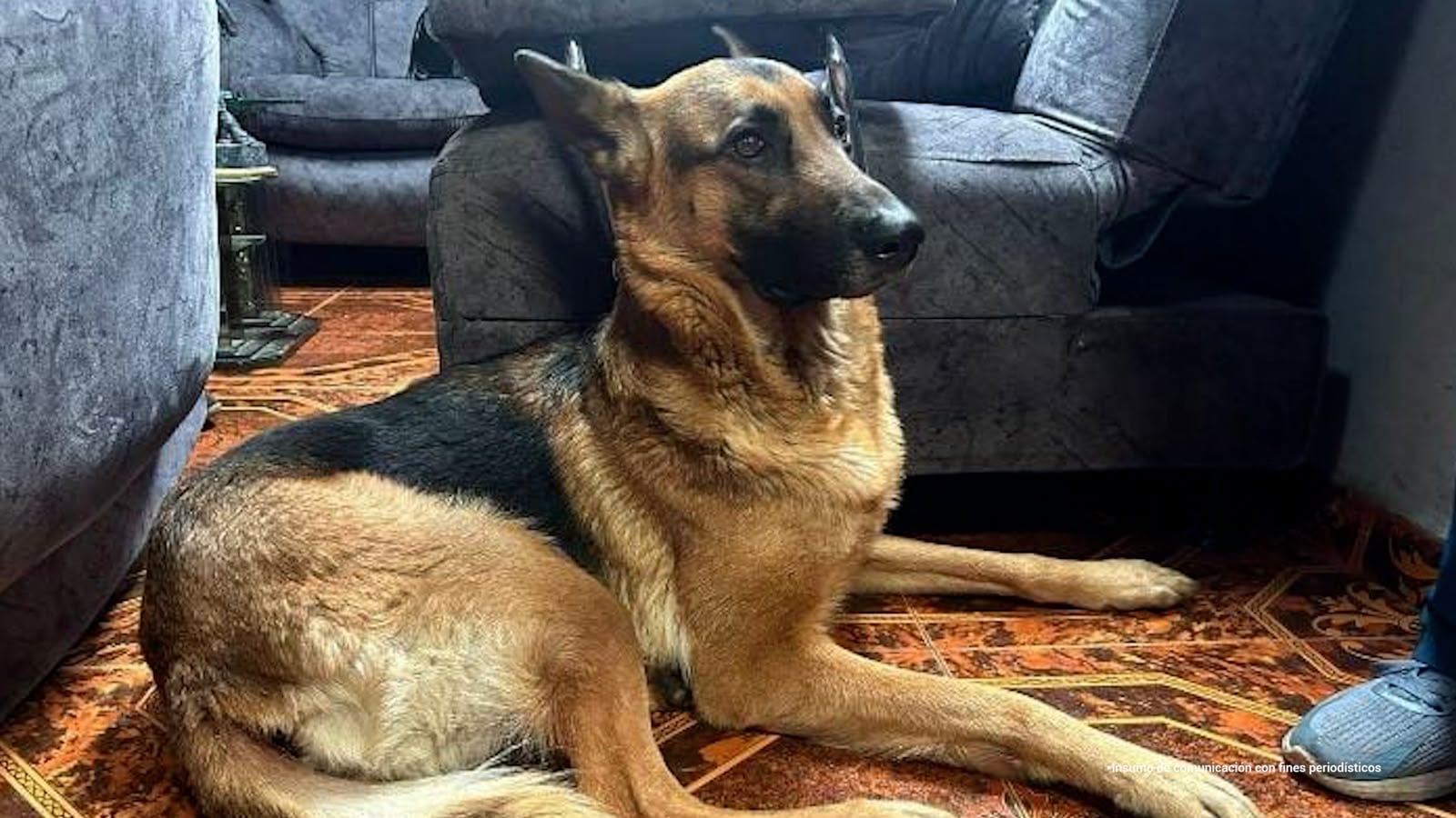 Un juez condenó a José Oliverio Silva por los delitos de hurto agravado y lesiones que menoscaben gravemente la salud o la integridad física del animal. Esto por el hurto de una canina llamada ‘Keyra’, de raza pastor alemán. Luego, la trasladó a otro lugar y la utilizó para realizaractos sexuales. Foto: Fiscalía. 

Keyra
