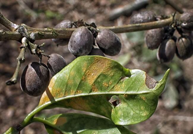 En el departamento del Huila 35 de los 37 municipios son de producción cafetera.