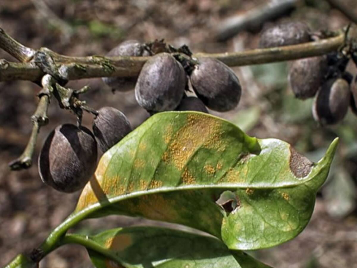 Cambio climático impacta cultivos en el Huila