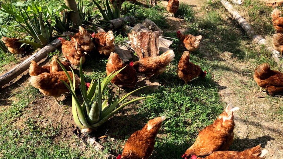 Conozca y combata los parásitos que afectan a pollos y gallinas