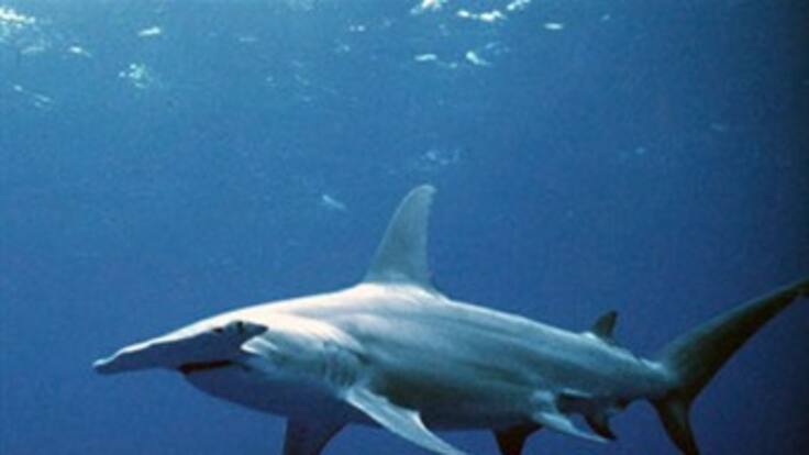 Costa Rica anuncia sanciones a pesqueros ilegales en aguas colombianas