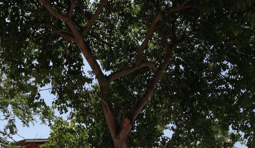 La situación se da con los árboles patrimoniales de bosque seco tropical frente a las playas de Castillogrande