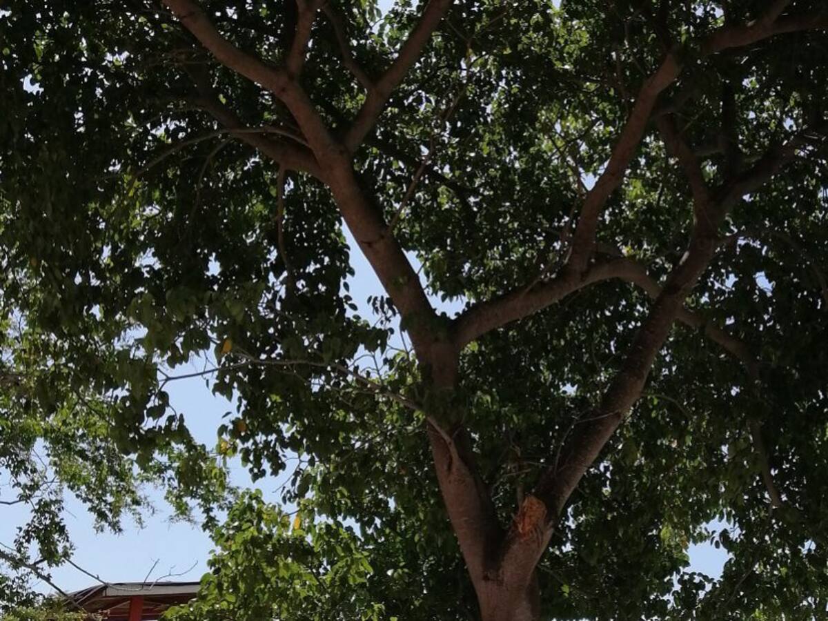 Continúa envenenamiento de árboles en la zona turística de Cartagena