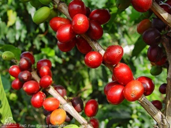 Café colombiano llegó a la cifra record de dos dólares con 40 centavos en el mundo