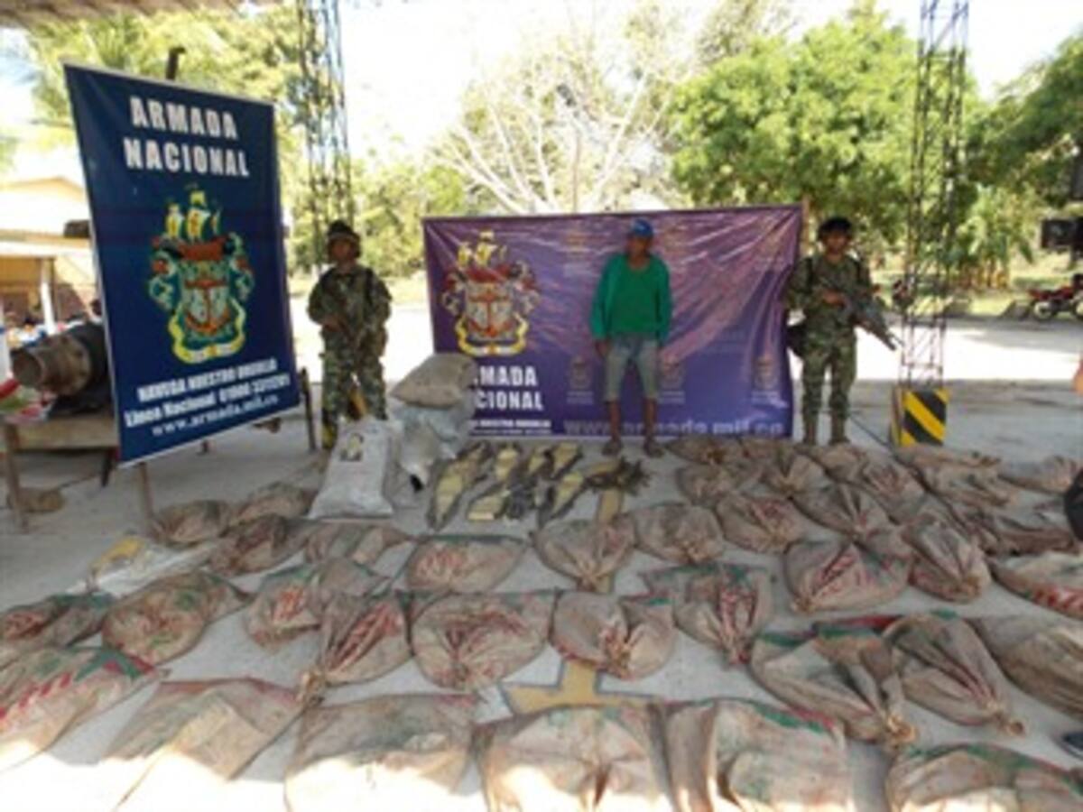 Más de 800 babillas vivas fueron rescatadas por la Armada en Bolívar