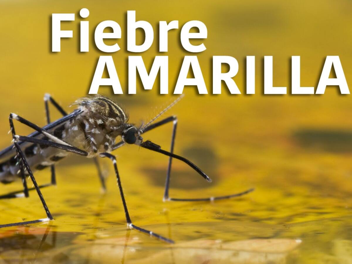 “No hay casos de Fiebre Amarilla en el Huila”: Secresalud