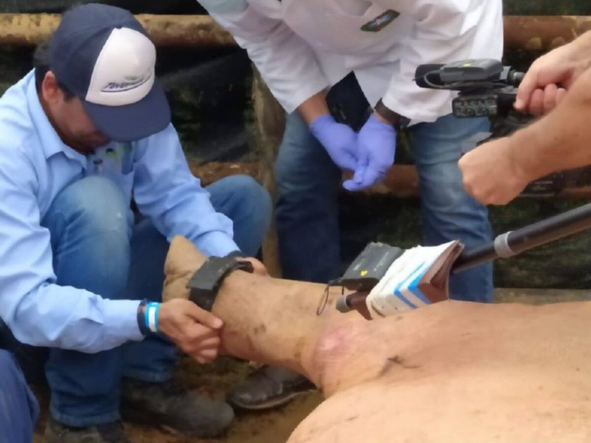 Cornare busca frenar la reproducción de los hipopótamos con un rastreador