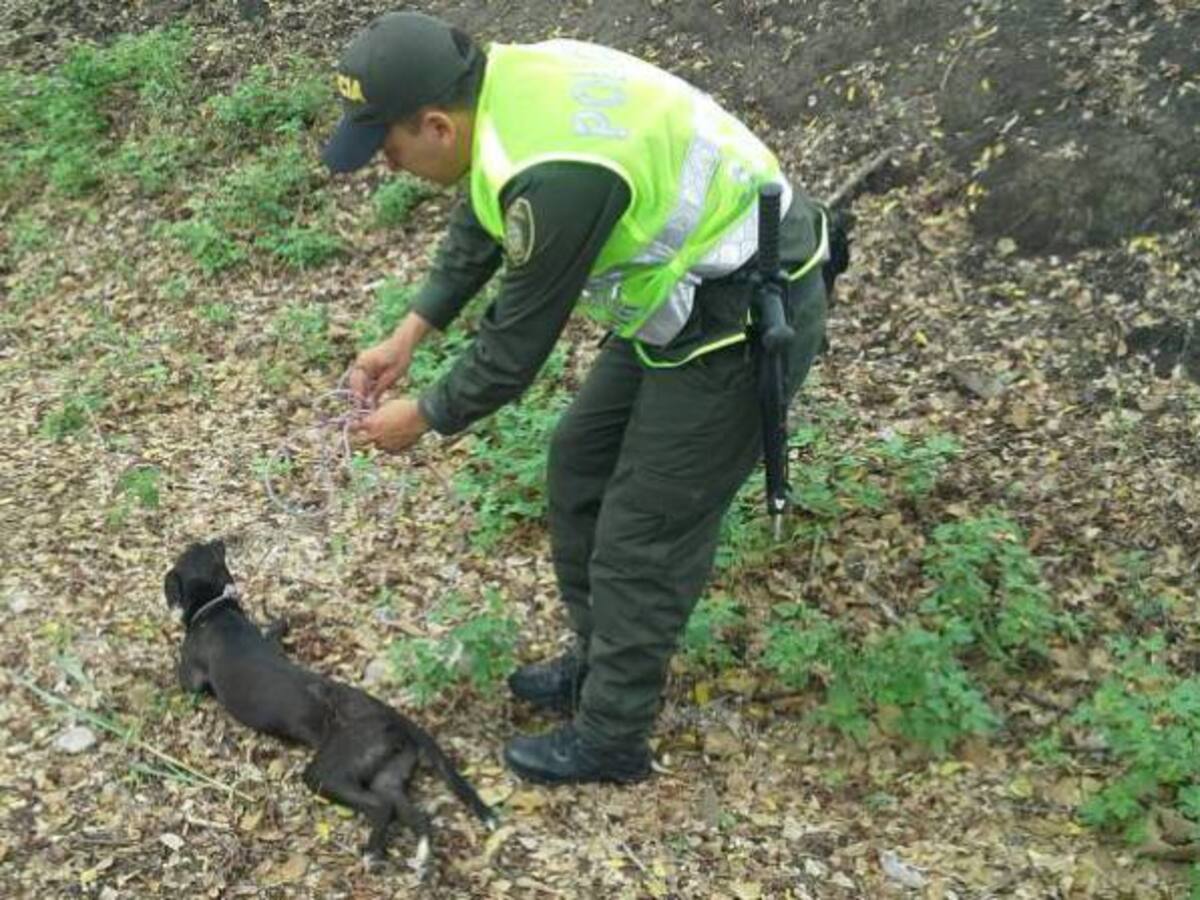 "El uniformado disparó contra el perro en defensa propia" Policía
