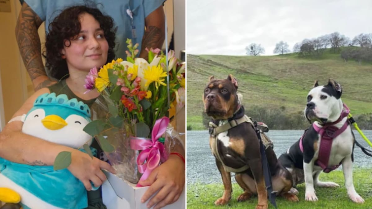 Santandereana atacada por perros en EE. UU. salió del hospital: así logró sobrevivir