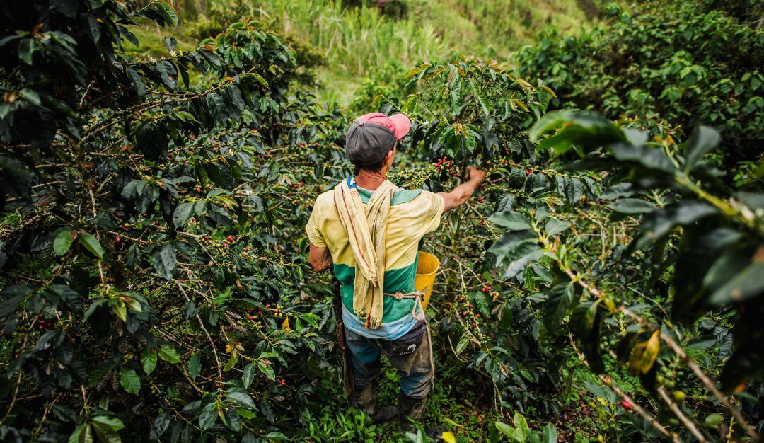 Producción de café en Granada, departamento de Antioquia.