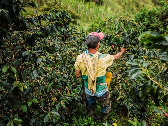 Producción de café en Granada, departamento de Antioquia.