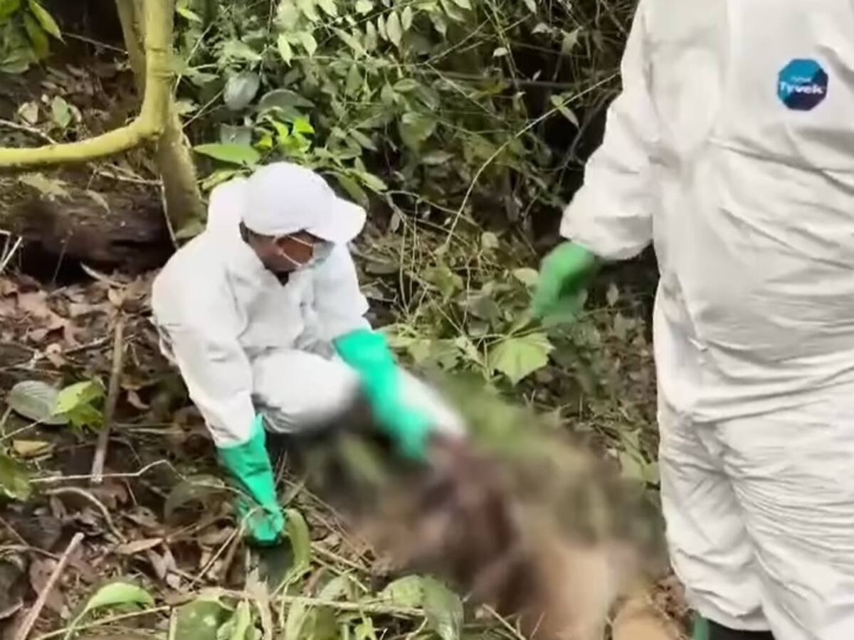 No Hay Derecho, un puma fue asesinado por cazadores en zona rural del Quindío