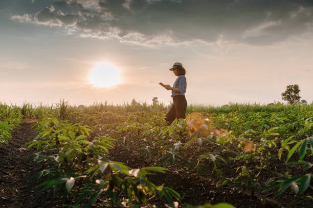 Las prácticas implementadas en las fincas y la información que generan son cada vez más determinantes para responder a las exigencias de los mercados internacionales. | Foto: GettyImages.