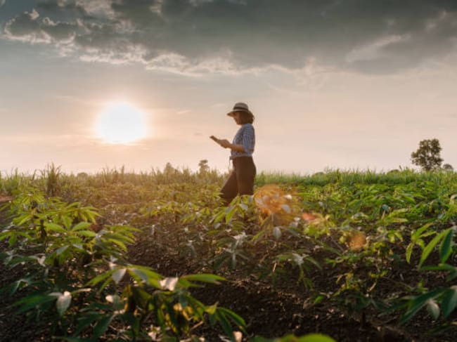 Las prácticas implementadas en las fincas y la información que generan son cada vez más determinantes para responder a las exigencias de los mercados internacionales. | Foto: GettyImages.