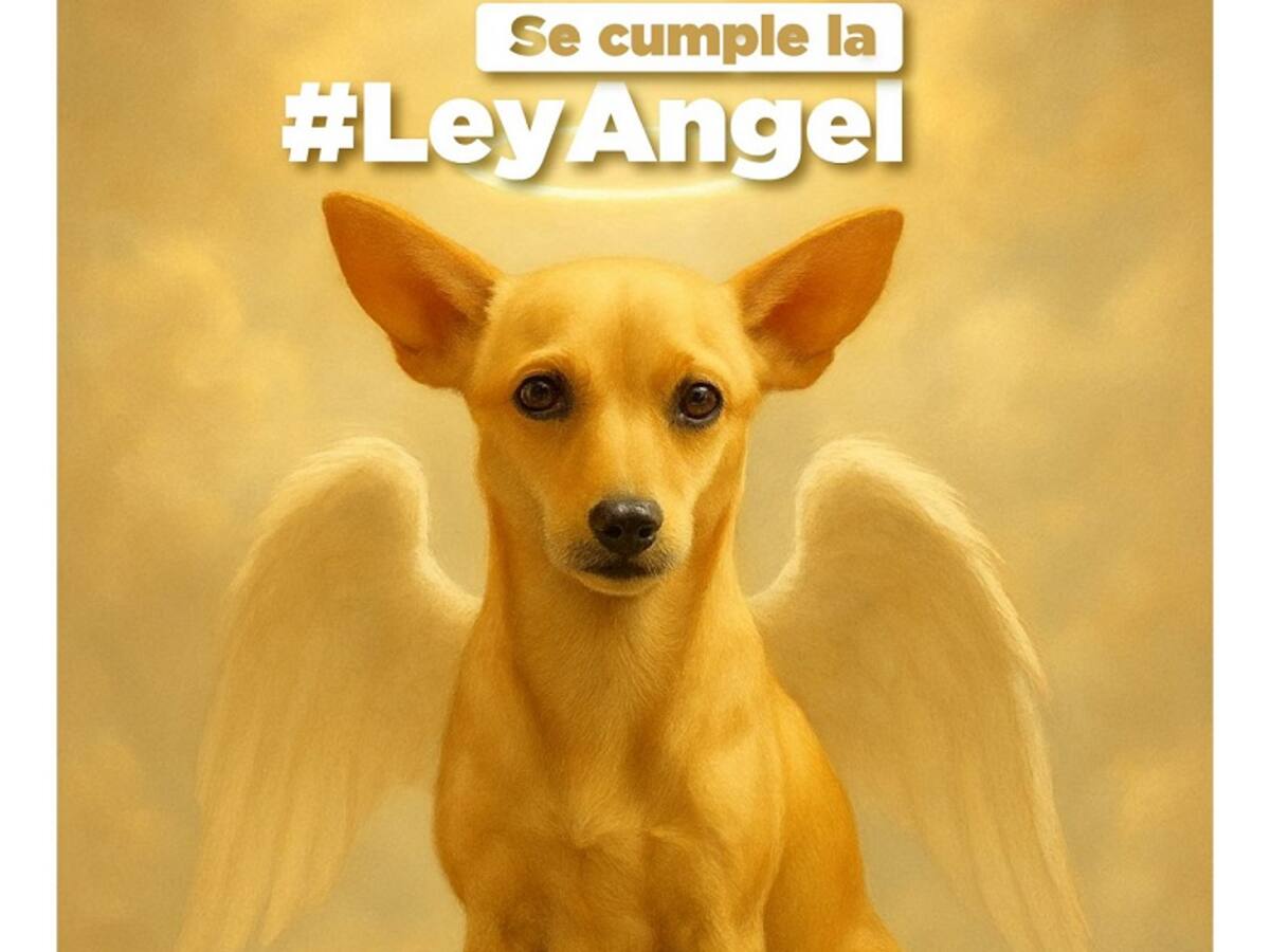 Santa Marta cumple la Ley Angel: envían a prisión a hombre señalado de maltrato animal