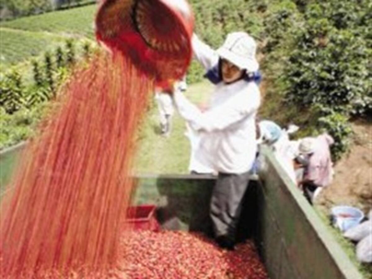 Producción de café en mayo aumento un 17 por ciento, reporta Fedecafé