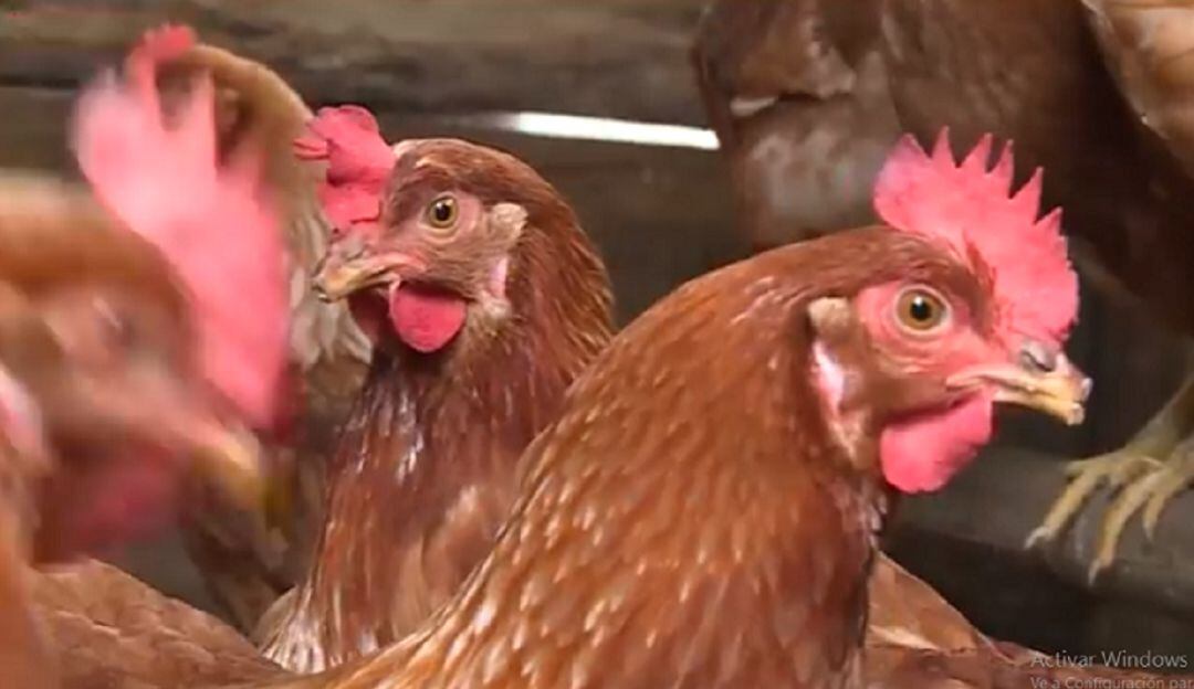 Imagen de referencia