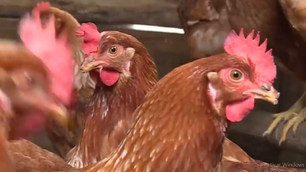 Ad portas de una emergencia sanitaria por muerte de aves en el Valle
