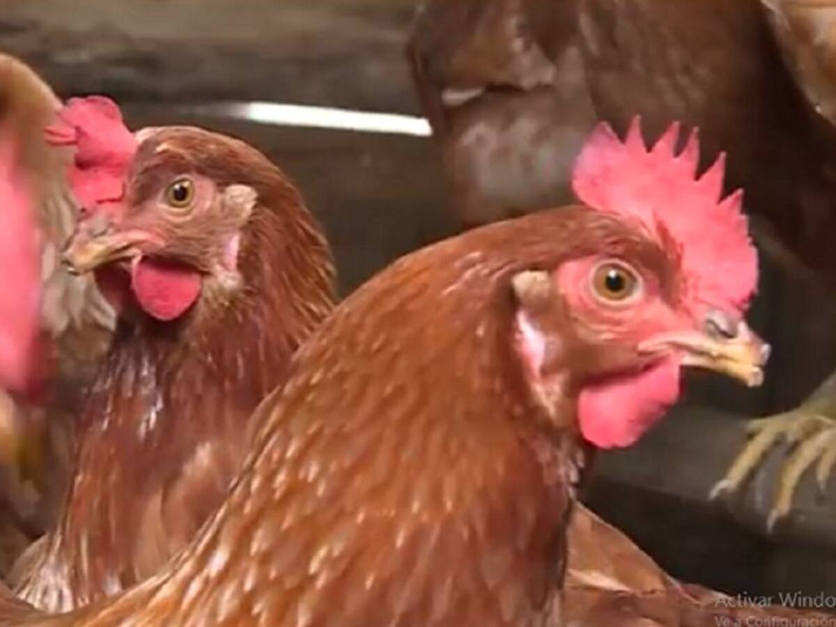 Ad portas de una emergencia sanitaria por muerte de aves en el Valle