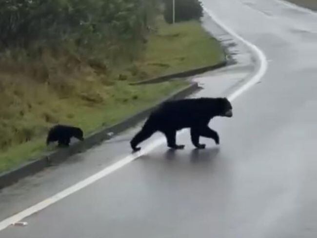 Osos andinos sorprenden a pasajeros en vía de Cundinamarca