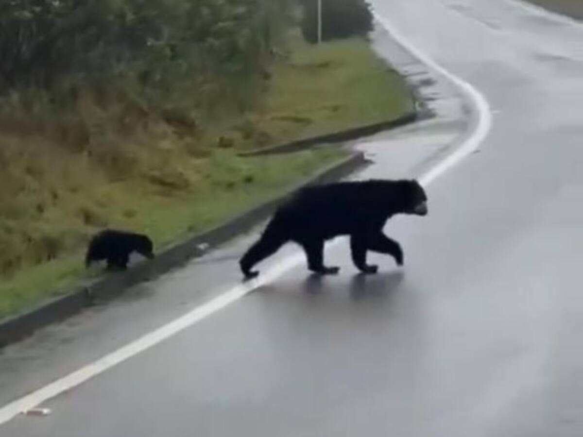 VIDEO| Osos andinos sorprenden a pasajeros en vía de Cundinamarca