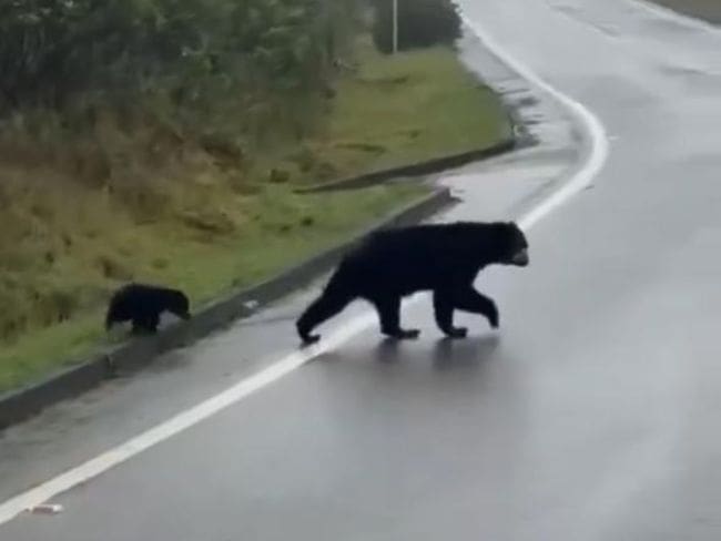Osos andinos sorprenden a pasajeros en vía de Cundinamarca