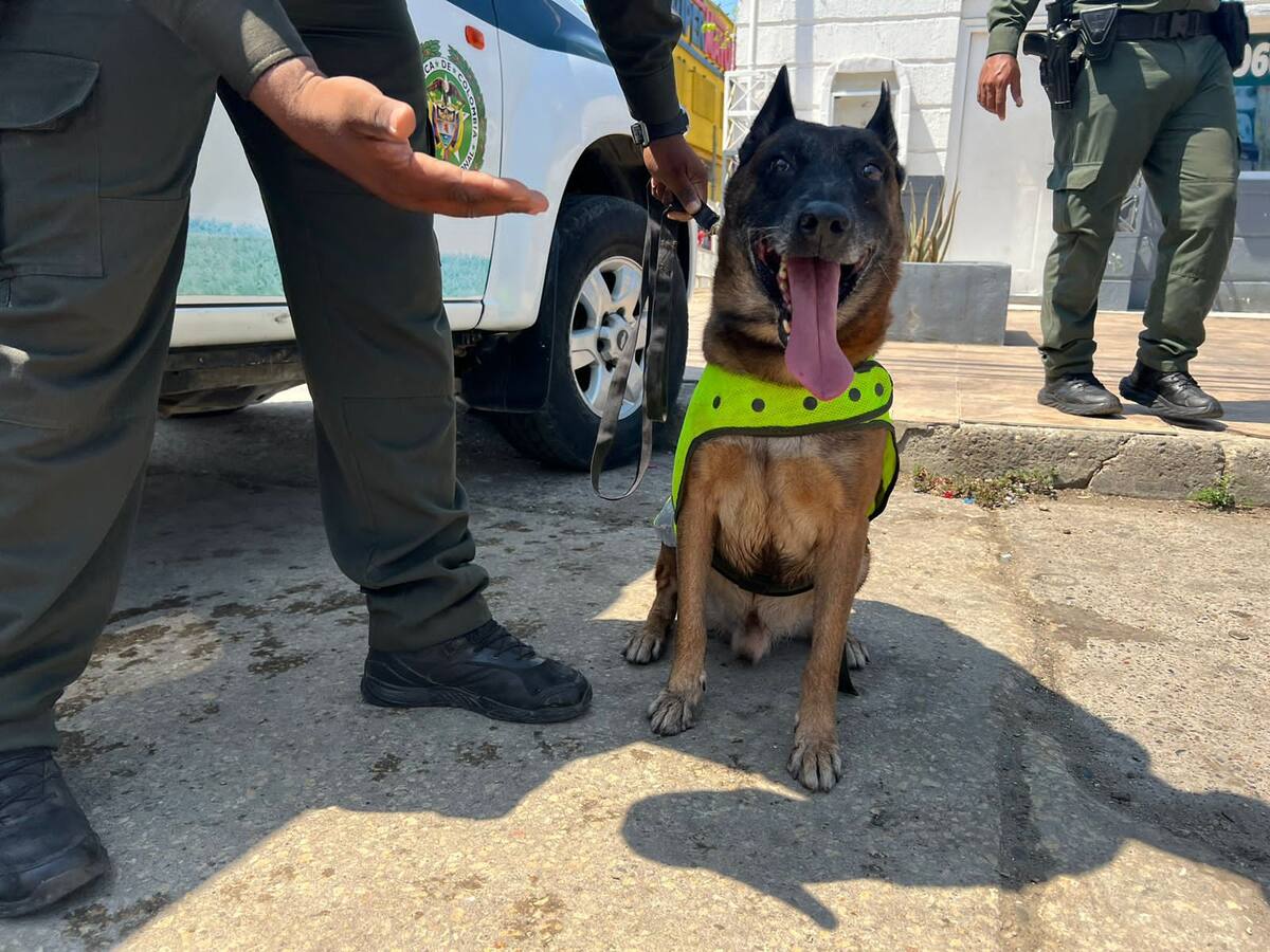 ‘Kalet’: el perro Policía que combate el tráfico de fauna silvestre en Cartagena