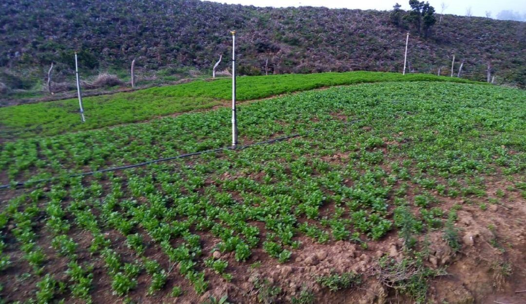 Cultivos en el corregimiento La Victoria de San Isidro, en La Jagua de Ibirico.