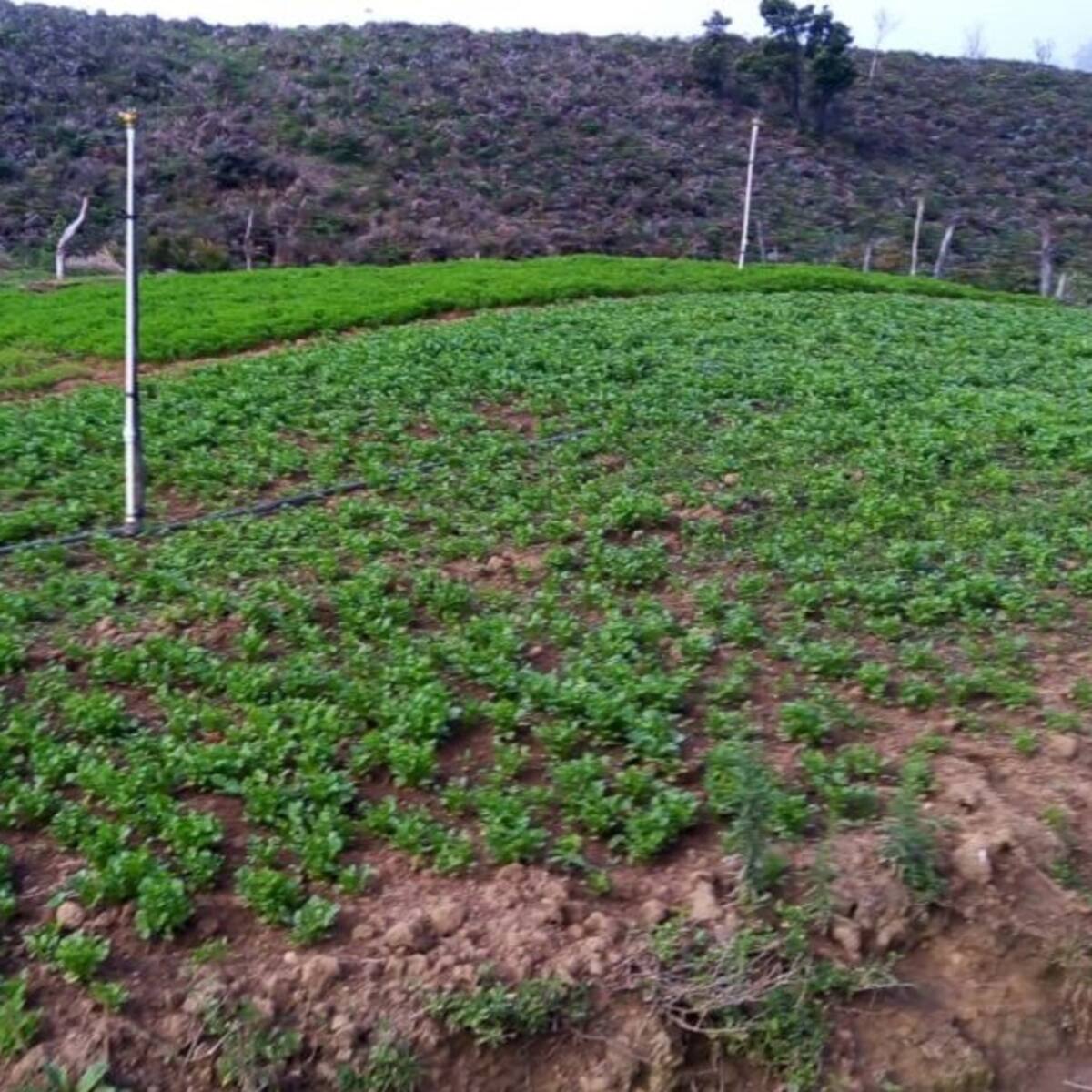 Se nos perdieron los cultivos de lechuga: campesino del Cesar