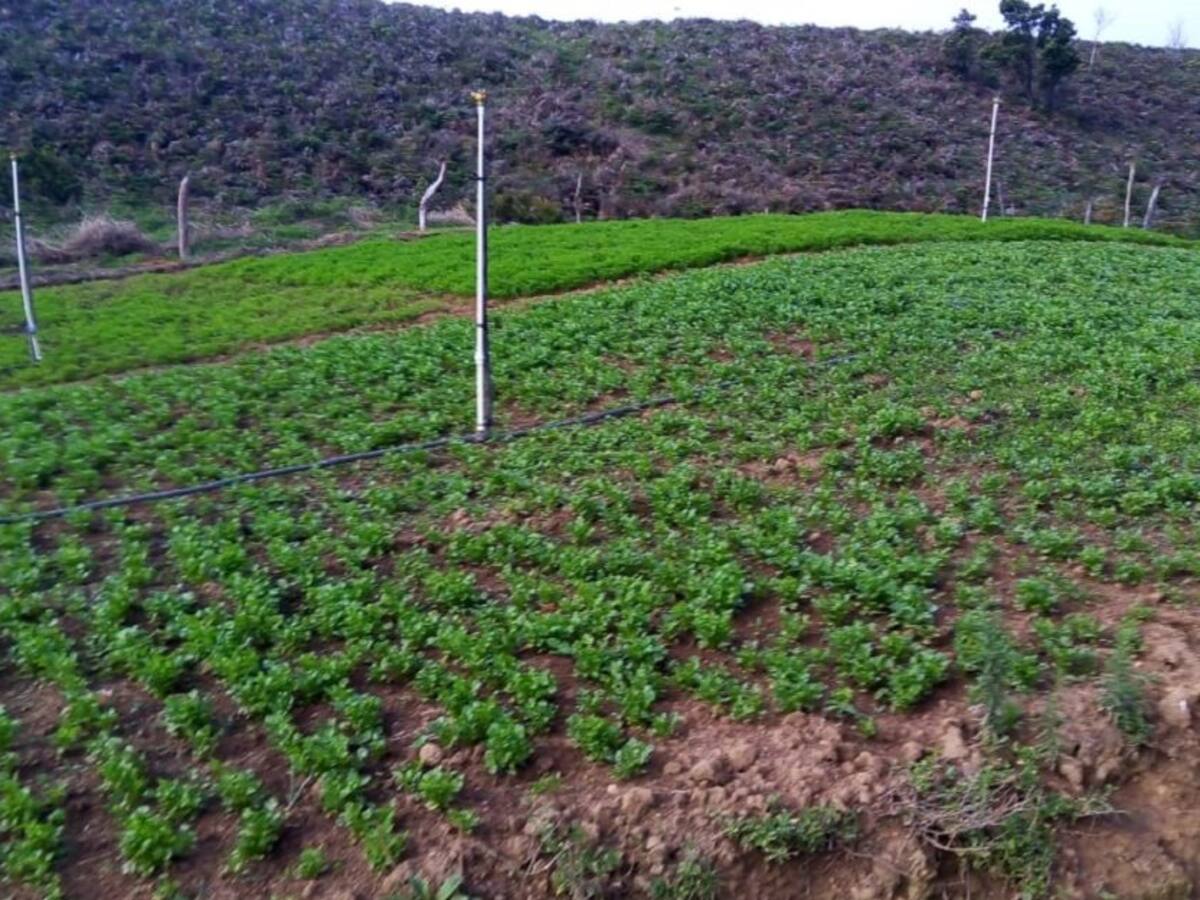 Se nos perdieron los cultivos de lechuga: campesino del Cesar