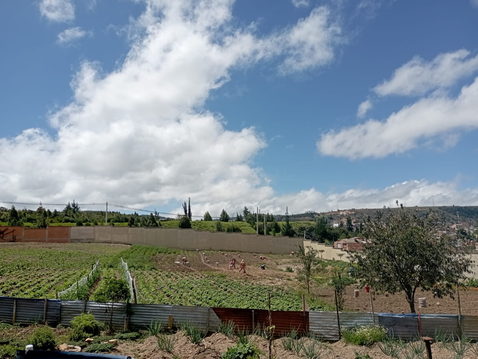 El director de la Cárcel de Mediana Seguridad de Tunja, el mayor retirado de la Policía Óscar Iván García, finalmente aceptó hablar con El Reporte Coronell ayer y dar su versión sobre el uso de la tierra de la cárcel y la mano de obra de los internos para cultivar papa