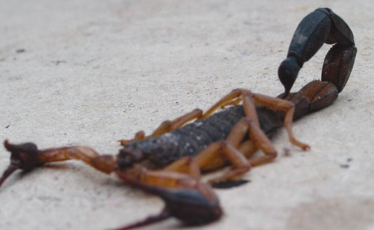 Existe escasez significativa de antídotos en toda la región. Foto Gobernación Huila.