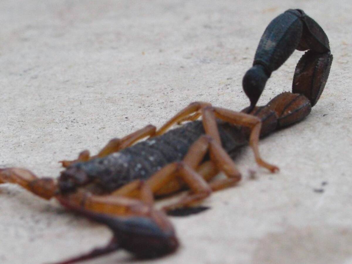 Aumentan los casos de picaduras por animales venenosos en Huila