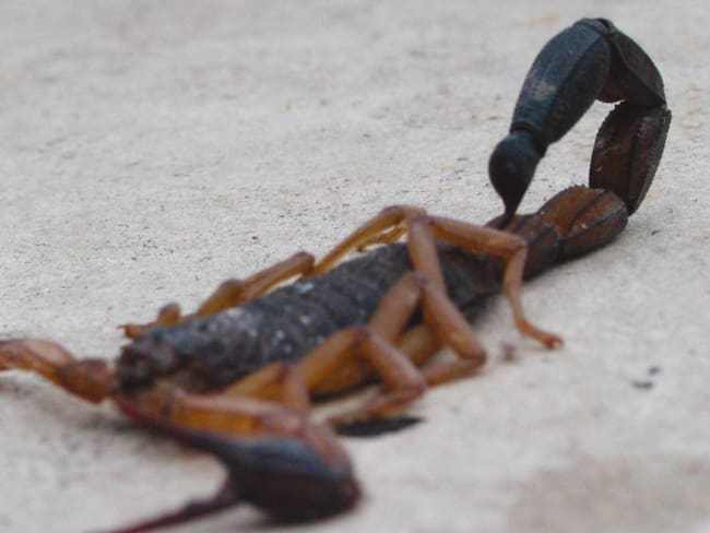 Existe escasez significativa de antídotos en toda la región. Foto Gobernación Huila.