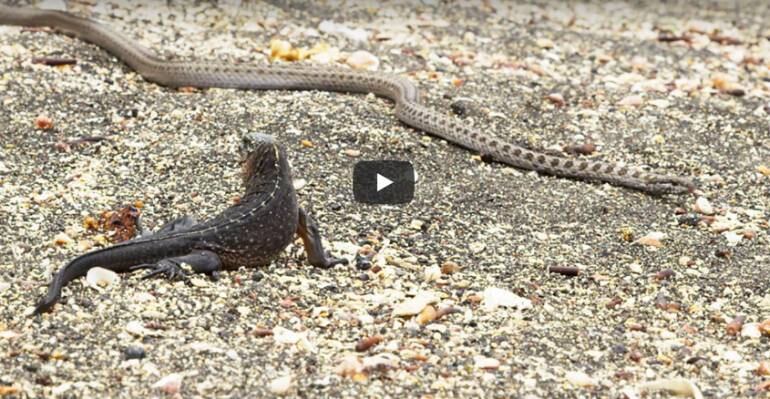 ¡Qué persecución! Un iguana lucha por no ser cazada por 10 serpientes