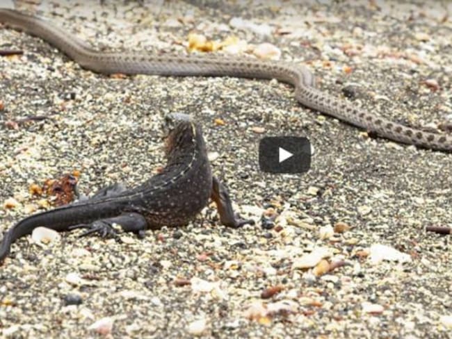 ¡Qué persecución! Un iguana lucha por no ser cazada por 10 serpientes