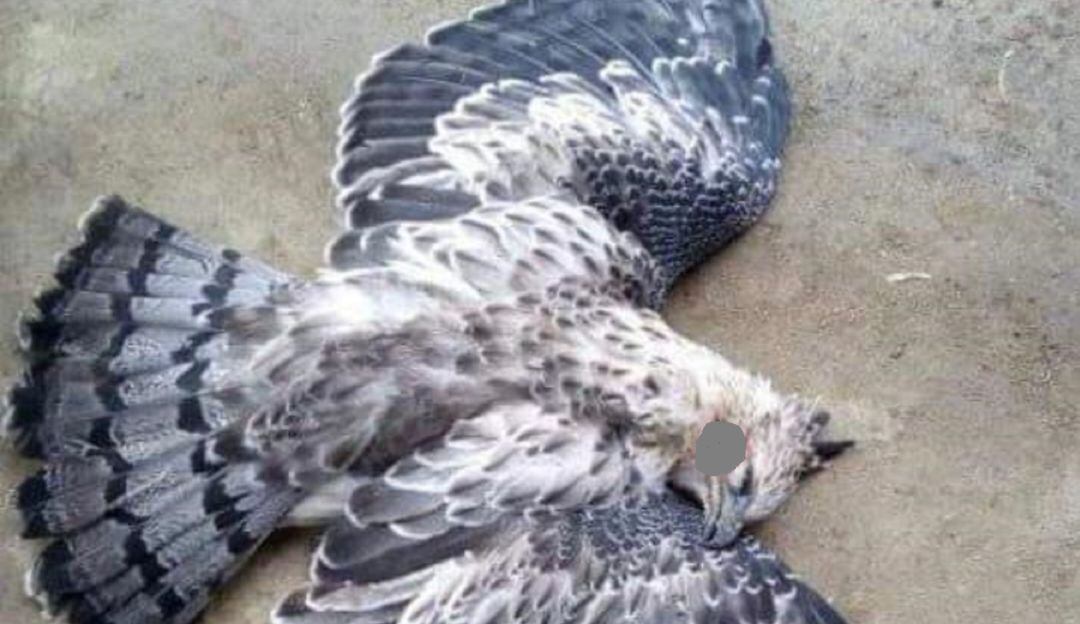 Águila real de montaña cazada en el Tolima