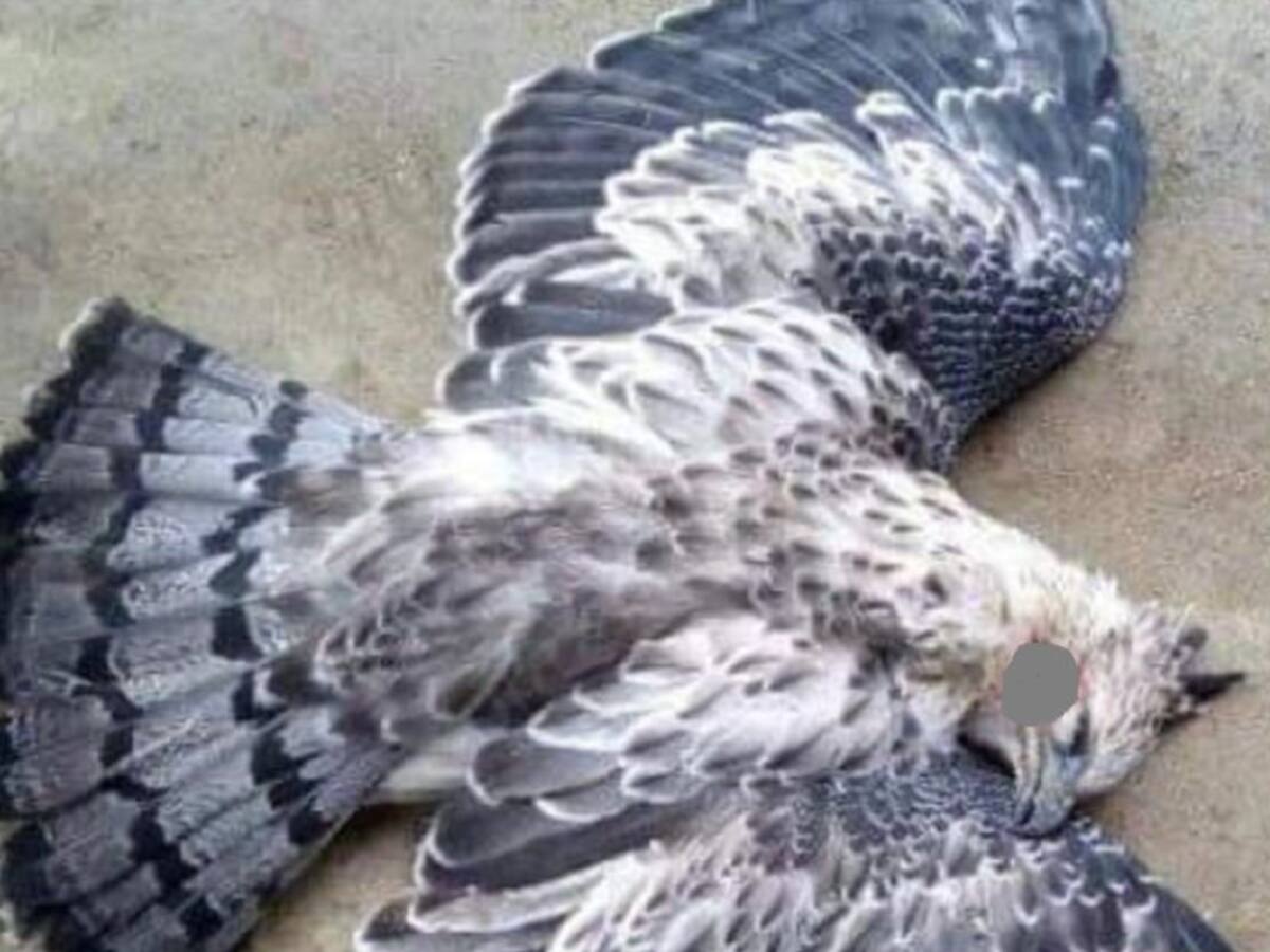 Indignación por caza de águila real en el Tolima