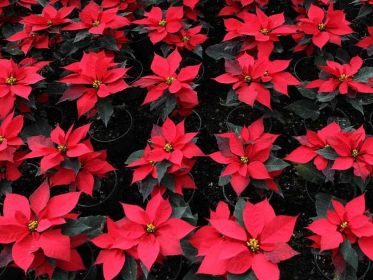 ¡Ojo! La flor de Nochebuena es tóxica para su perro o gato