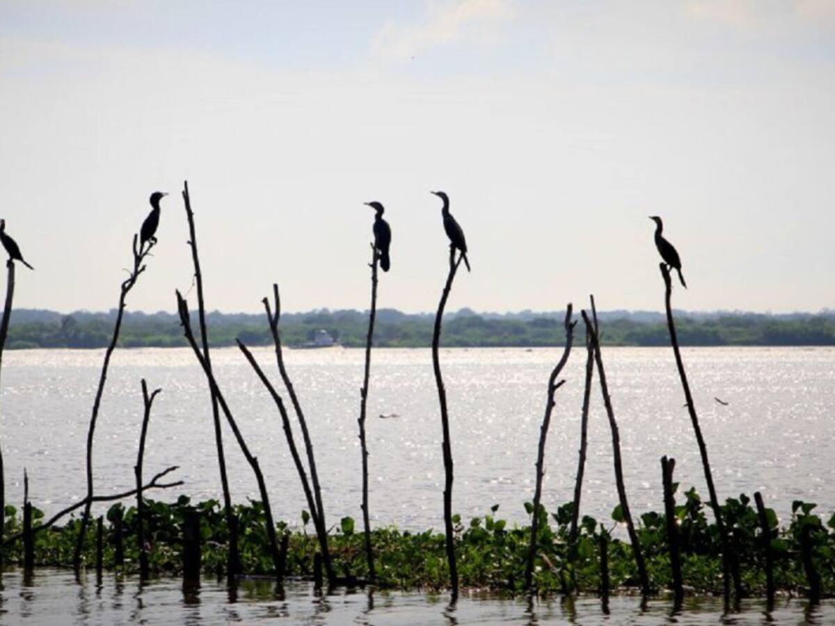 Barranquilla lanzó su primera BioBlitz previo a la Asamblea del BID