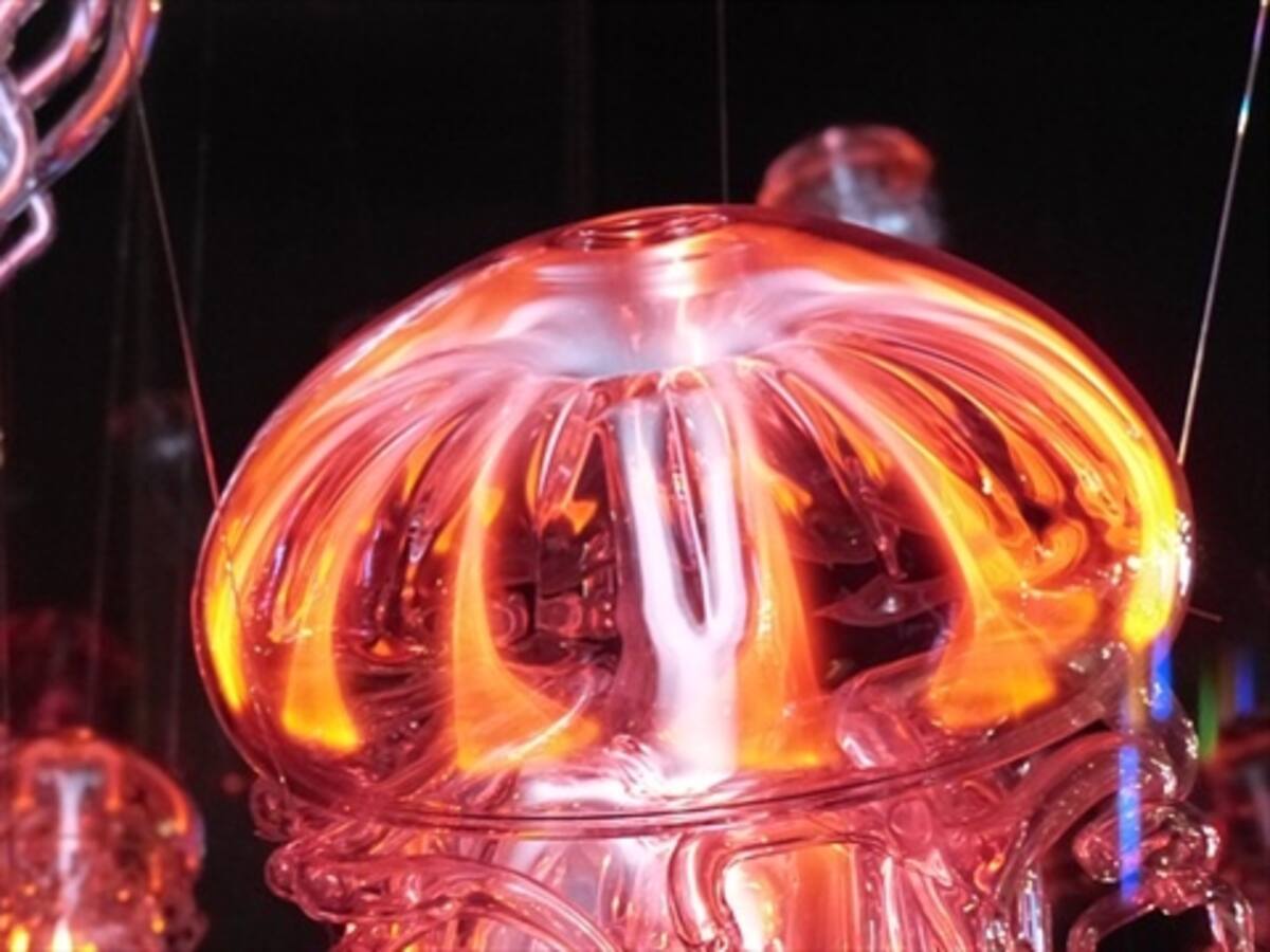 Medusas de Japón llega a Israel muestra cambio dramático en Mediterráneo
