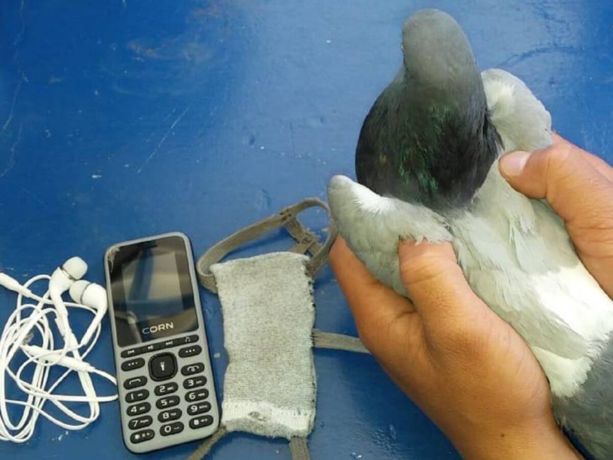 Vea cómo palomas intentaron ingresar celulares a la cárcel de Cómbita