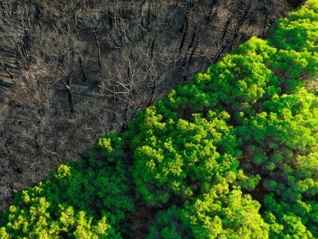 Por cada hectárea de bosque, se pierden 535 árboles en el Guaviare