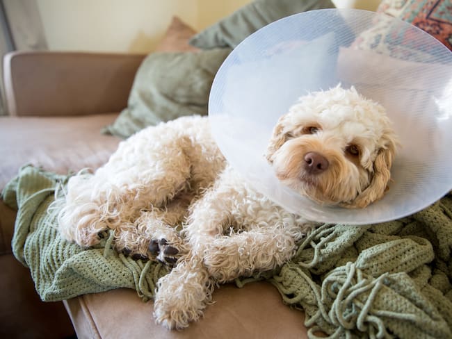 Perro esterilizado en recuperación, imagen de referencia // Getty Images