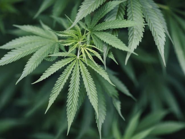 En Boyacá empresa tiene US$120 millones listos para exportar Cannabis
