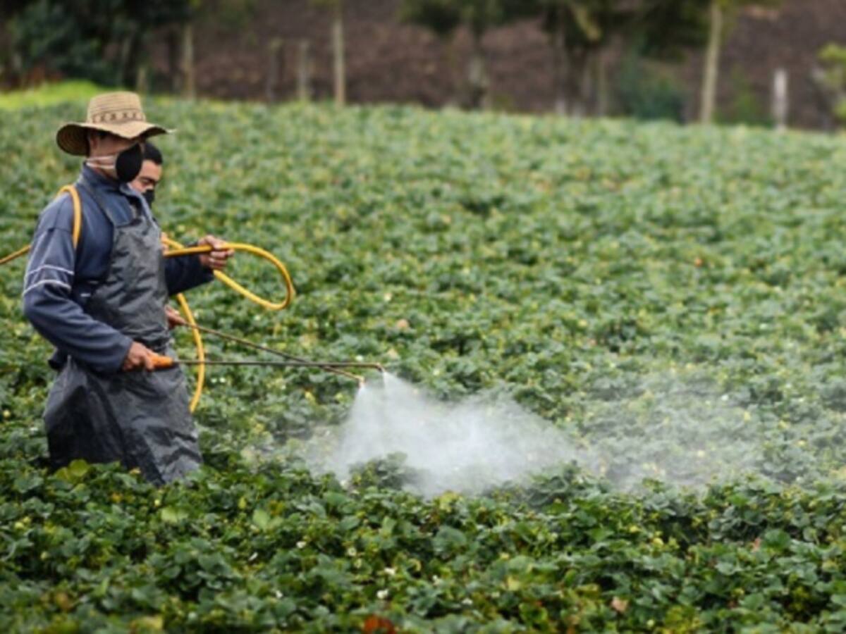 Aprobado Plan de Manejo Ambiental para fumigar coca manualmente con glifosato
