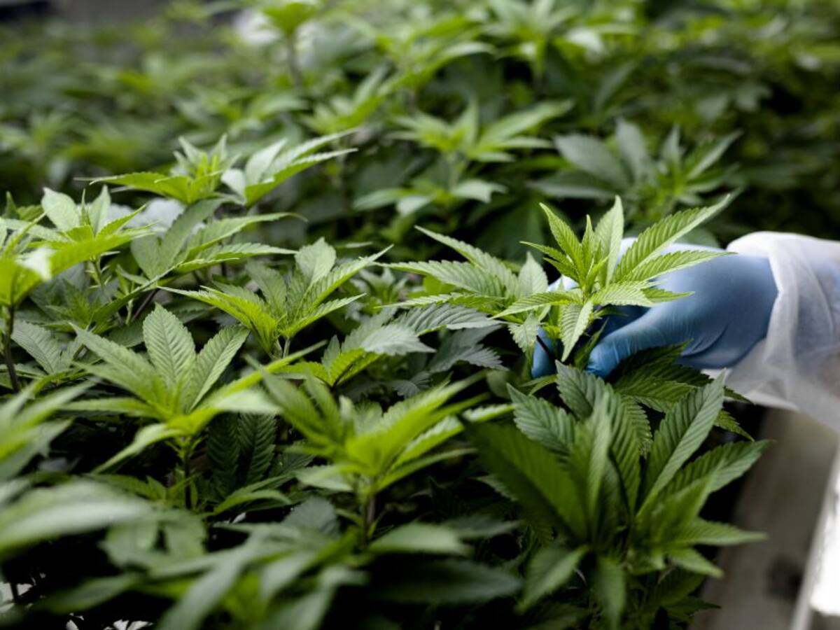 Abren primera clínica con tratamiento de cannabis al norte de Bogotá